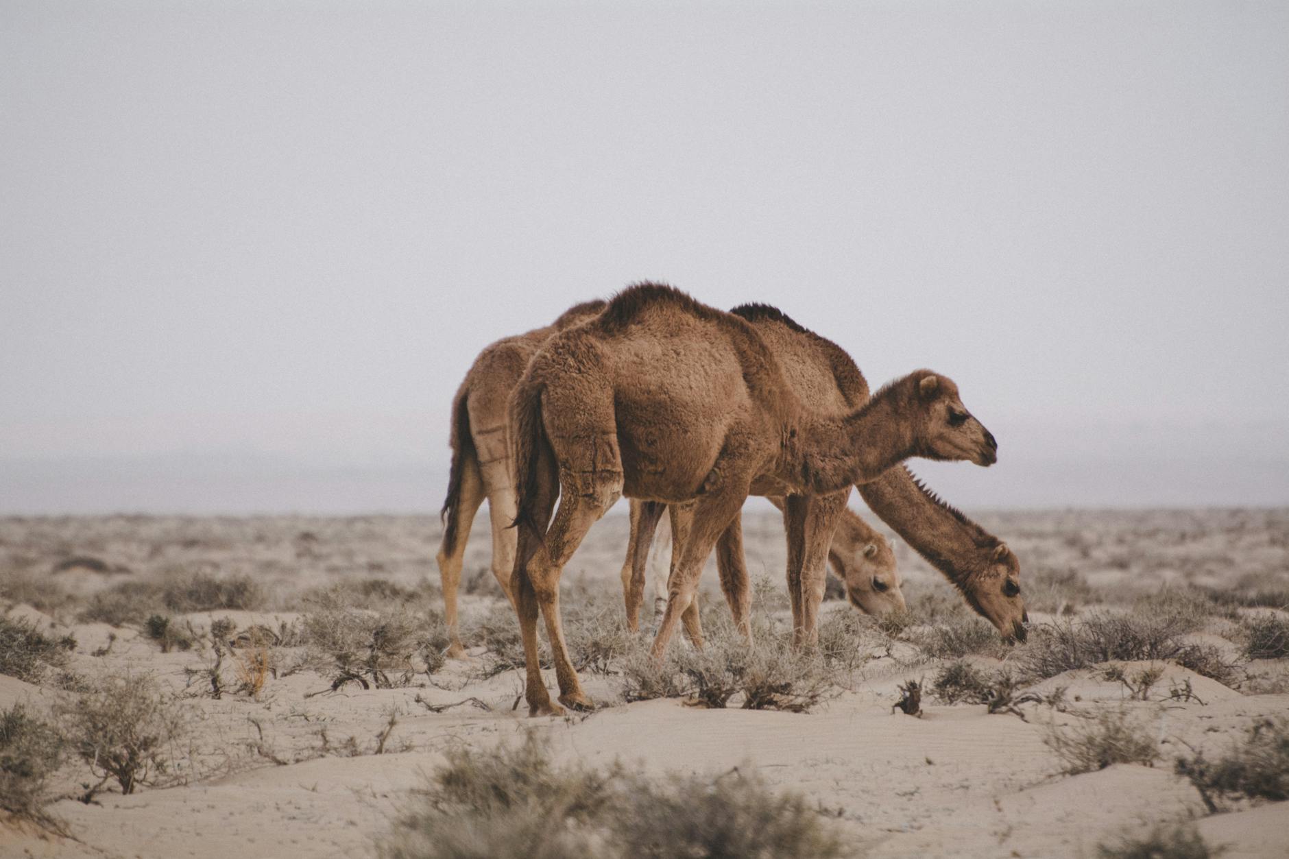 Paysage de Al-Wahat al-Farafra