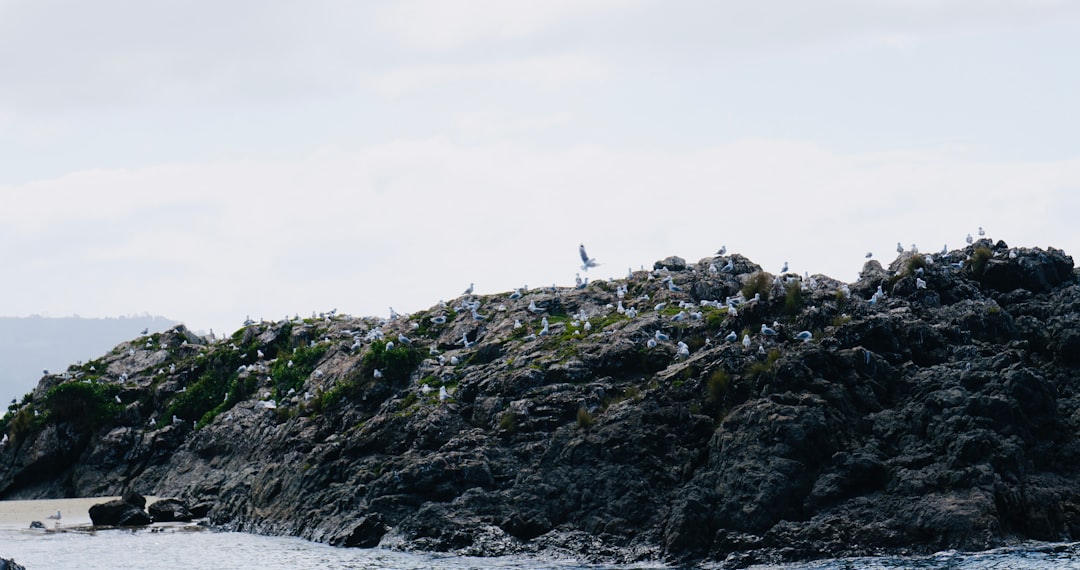 Vue de Albatross Point Port