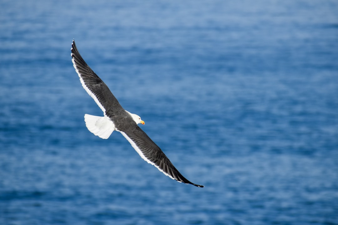 Paysage de Albatross Point Port