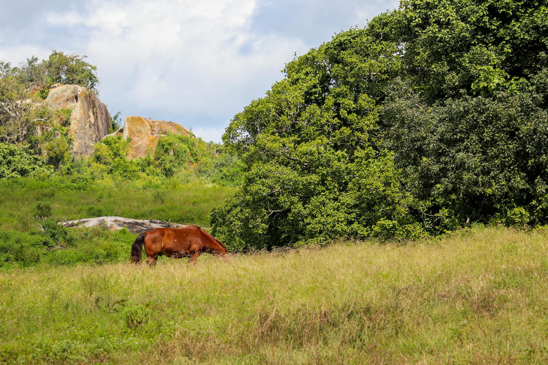 Paysage de Campinas