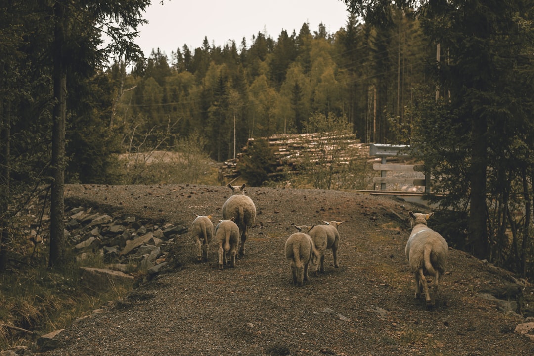 Paysage de De Wolden