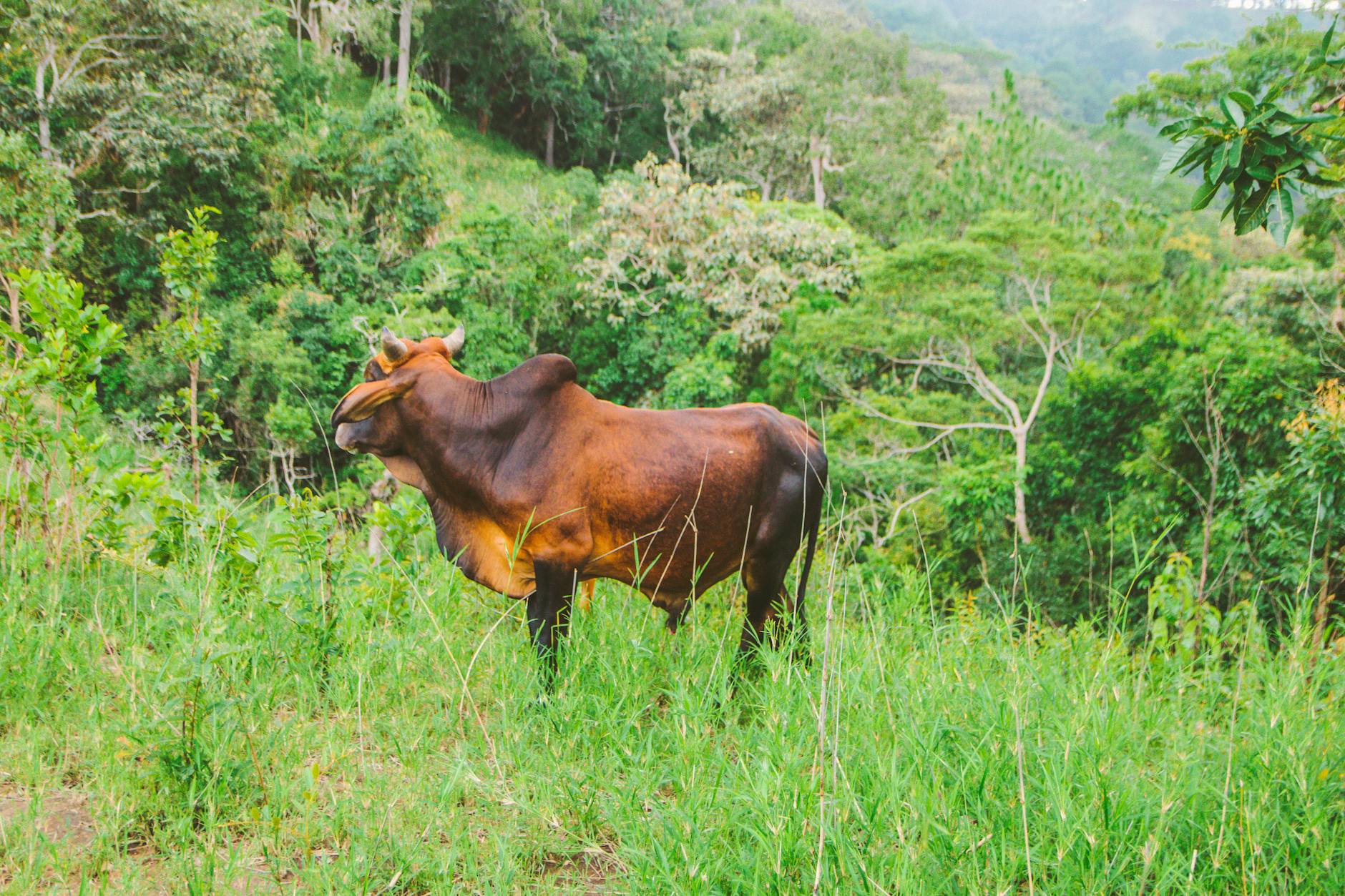 Vue de Gaur