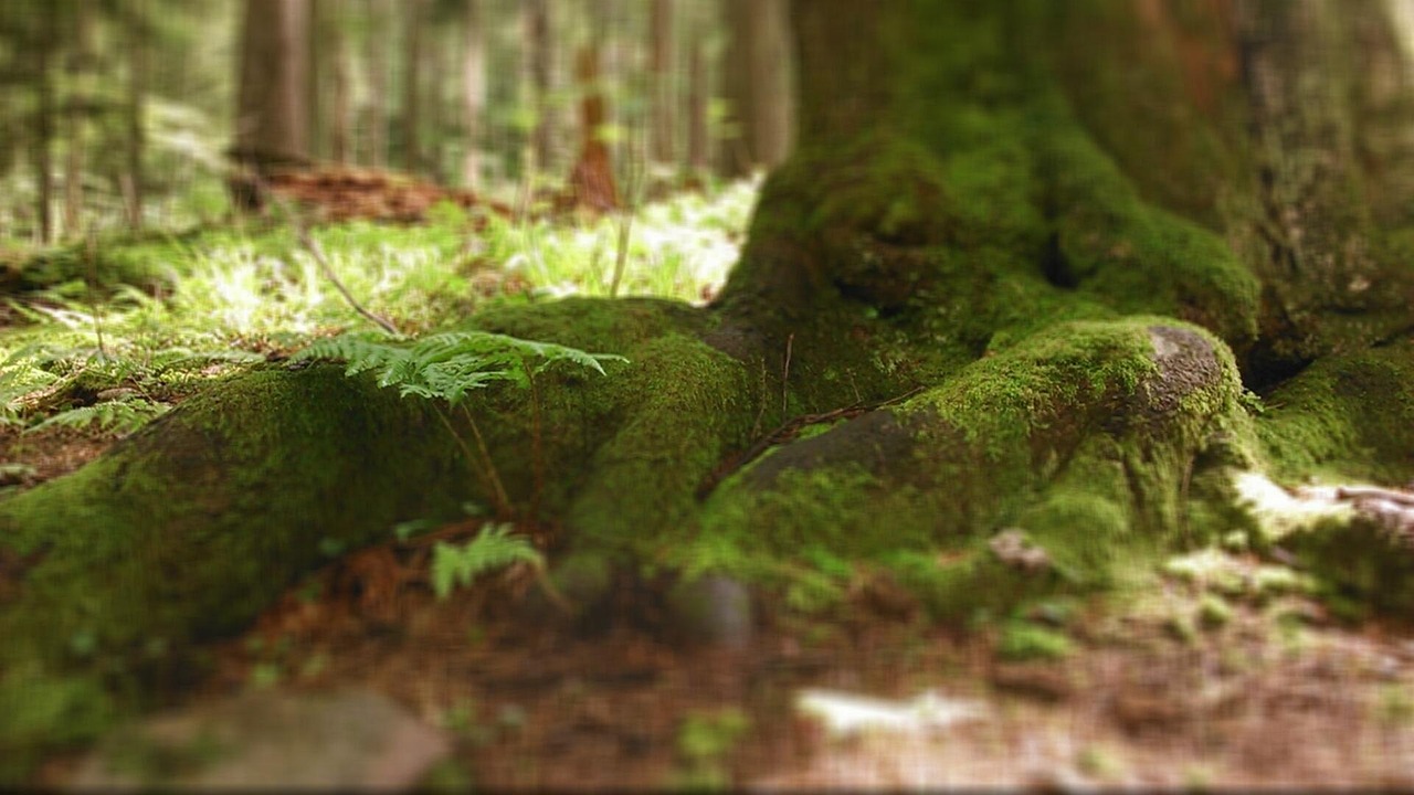 Paysage de Góra Kalwaria