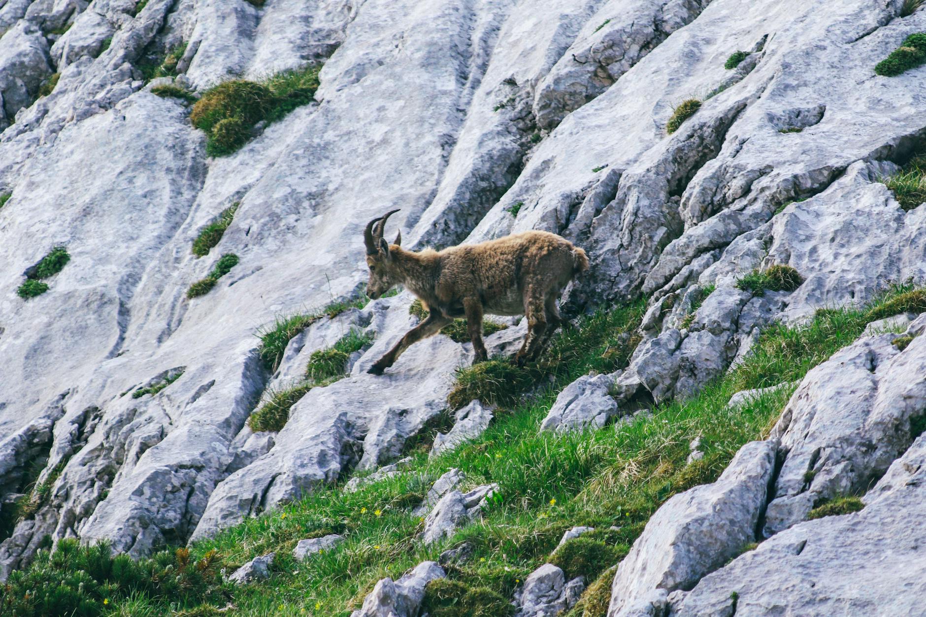 Paysage de Ilirska Bistrica
