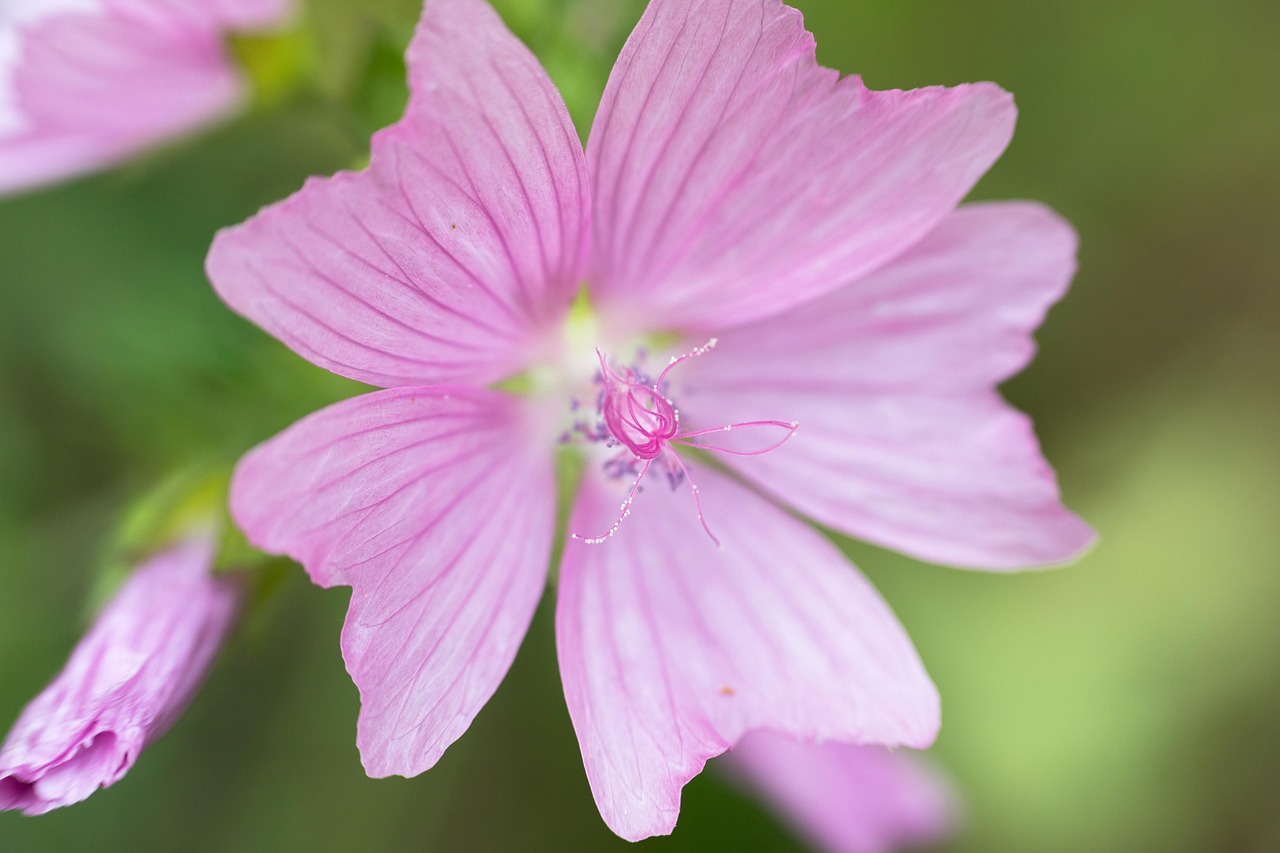 Paysage de Mallow