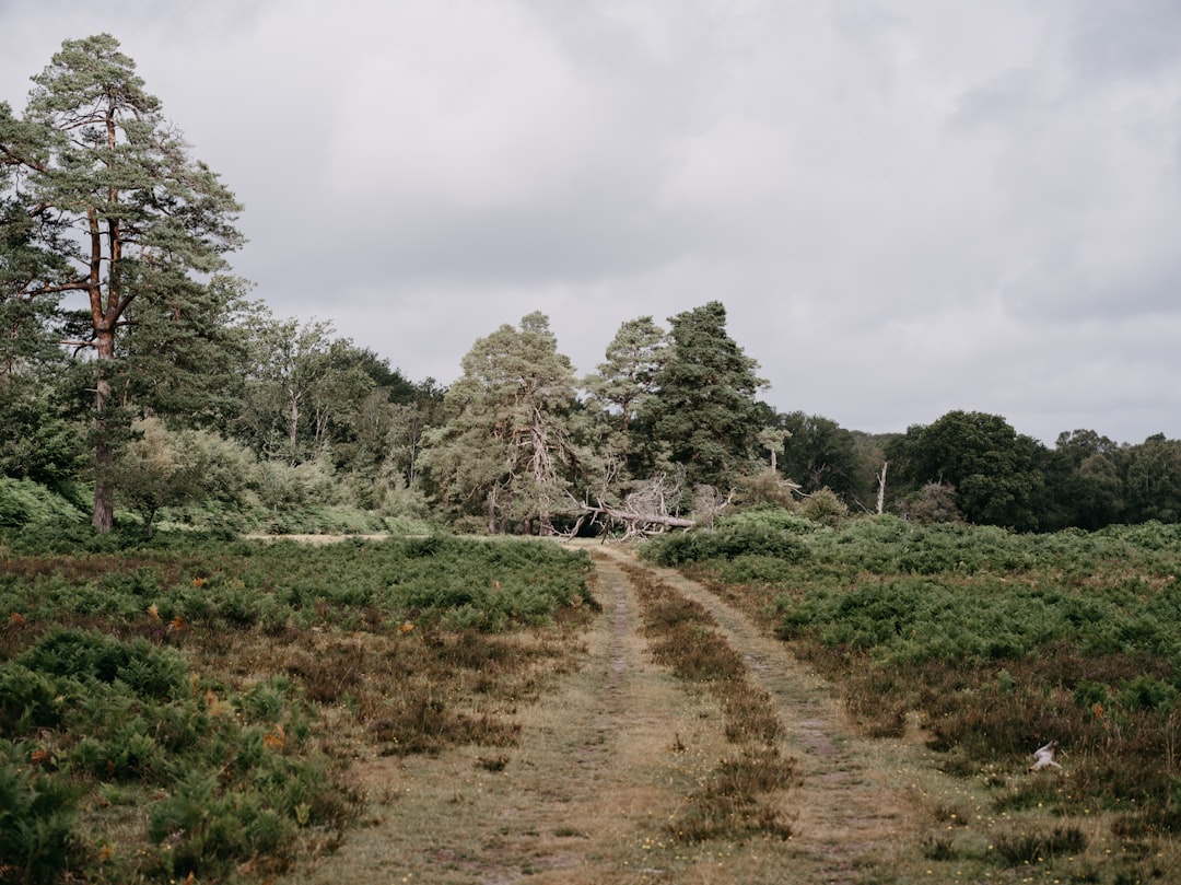 Paysage de Northumberland Heath