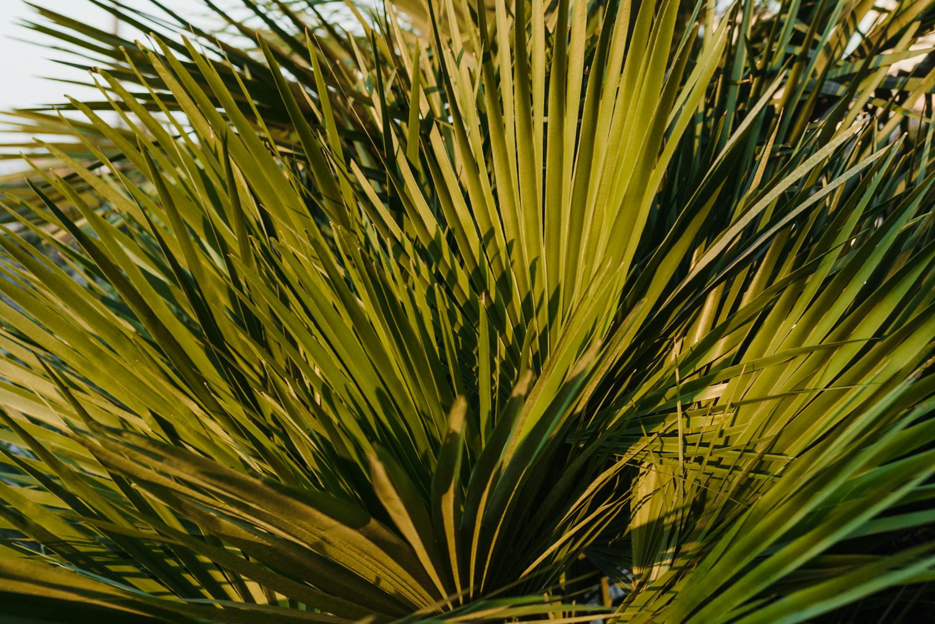 Vue de Palmetto Village Area